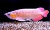 GOOD AROWANA FISHES FOR SALE
